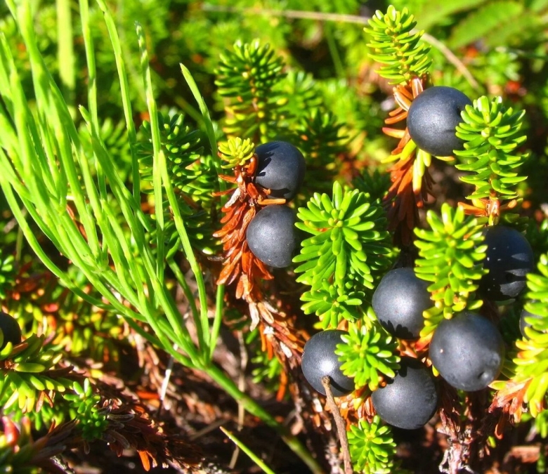 Вороника шикша