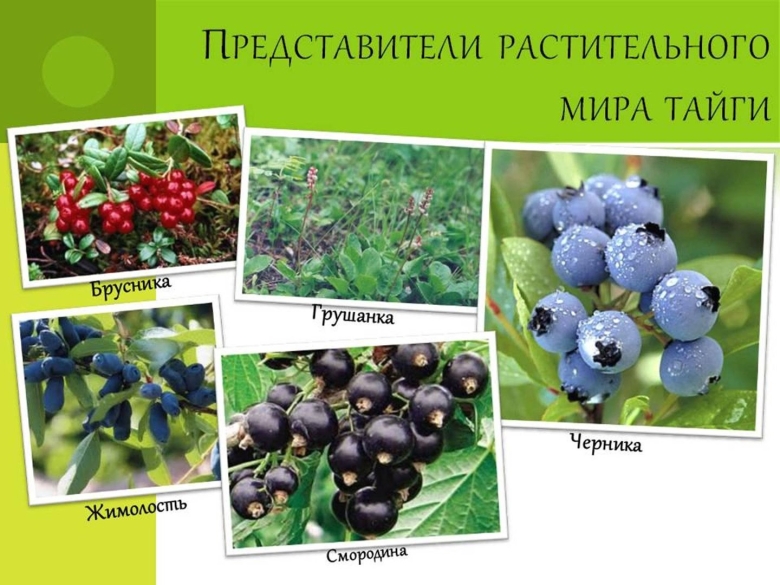 Представители растительного мира тайги