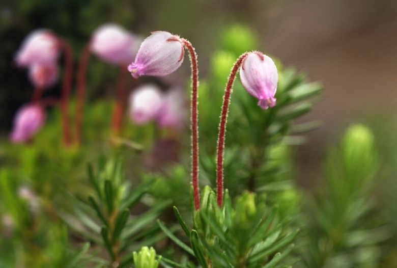Флора баргузинского заповедника