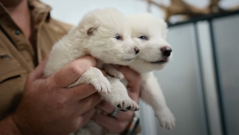 Лютоволк джона сноу