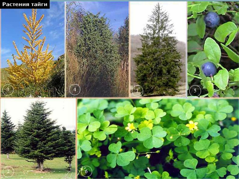 Природная зона Тайга растения
