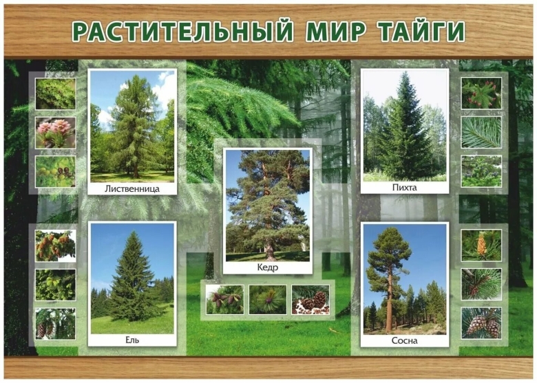 Природная зона тайга