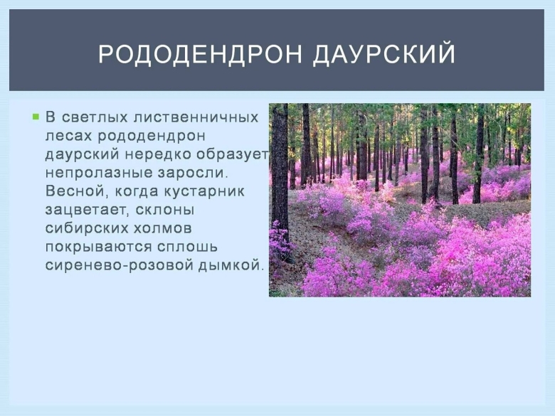 Рододендрон даурский багульник