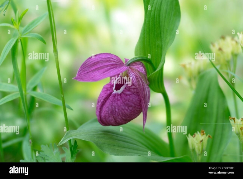 Цветы фиолетовый башмачок