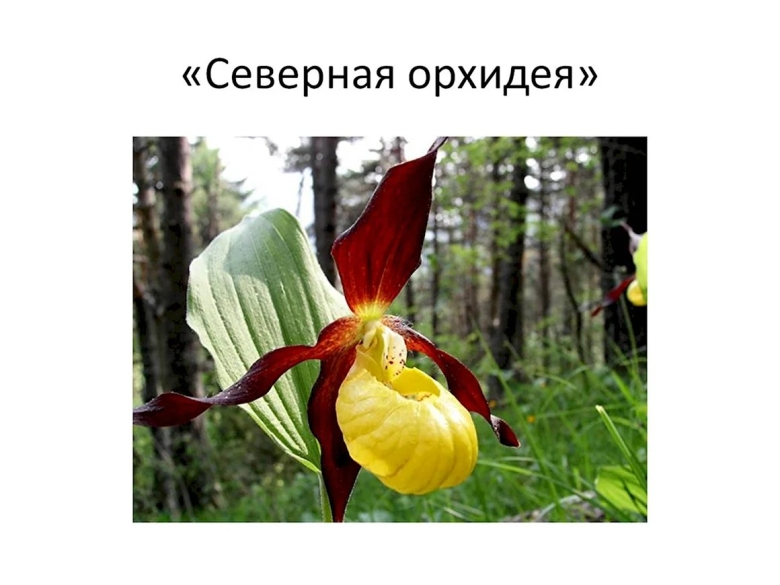 Северная Орхидея Венерин башмачок