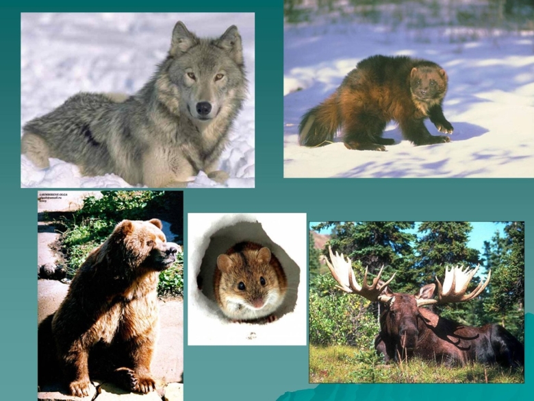 Животный мир тайги в Евразии