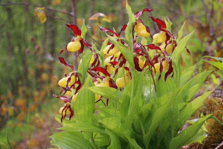 Венерином башмачке