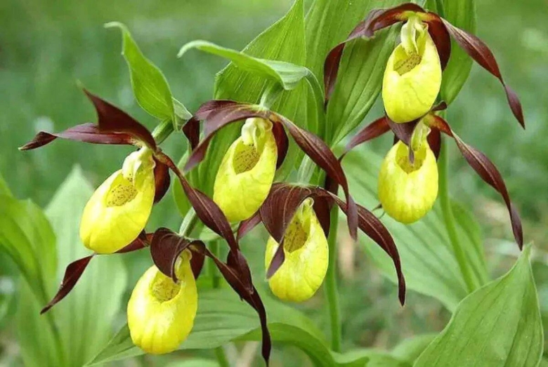 Башмачок настоящий Венерин башмачок