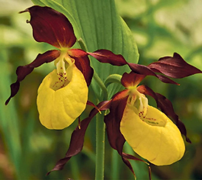 Венерин башмачок красная книга