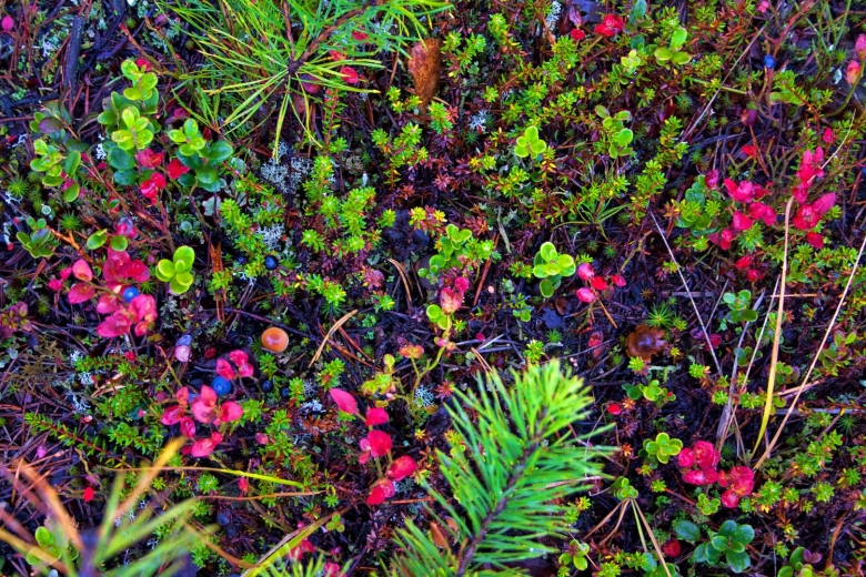 Флора тайги