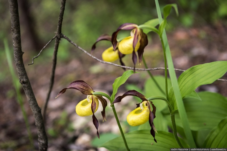 Венерин башмачок настоящий
