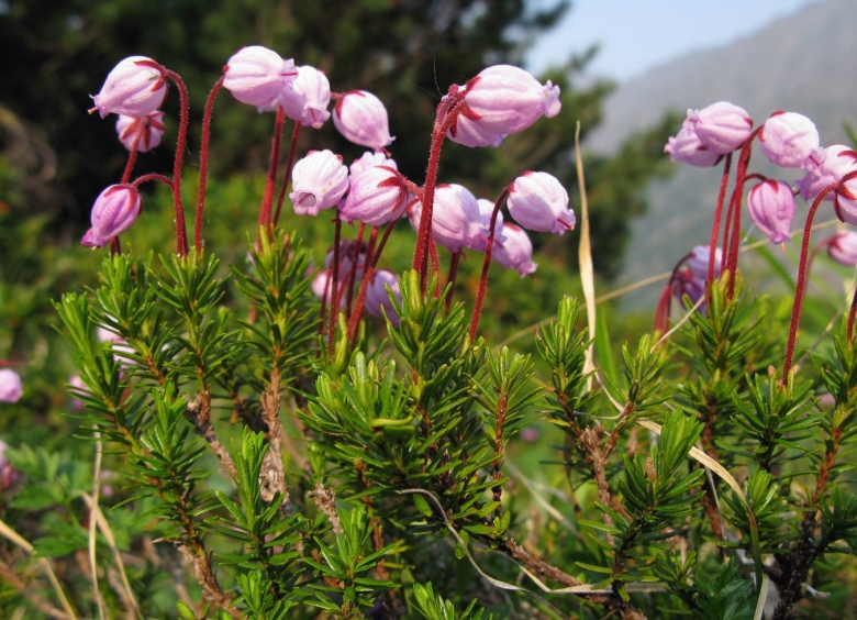 Растения Норского заповедника
