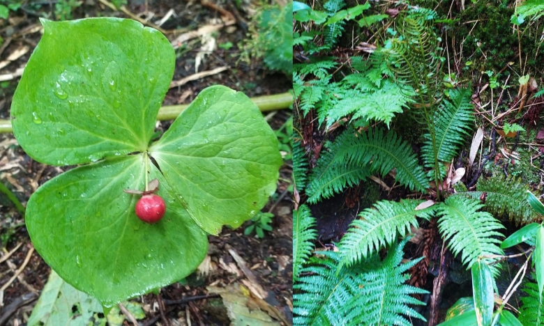 Плагиогирия папоротник