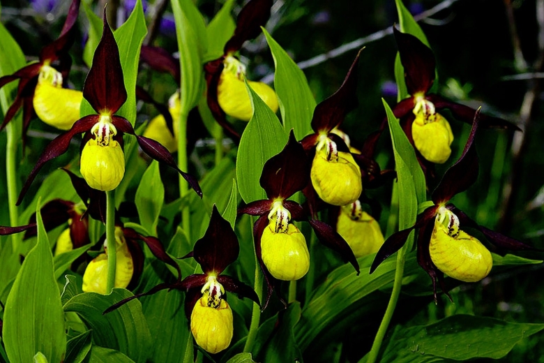 Венерином башмачке