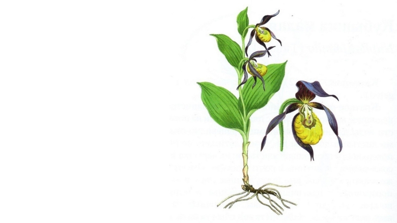 Башмачок настоящий Венерин башмачок