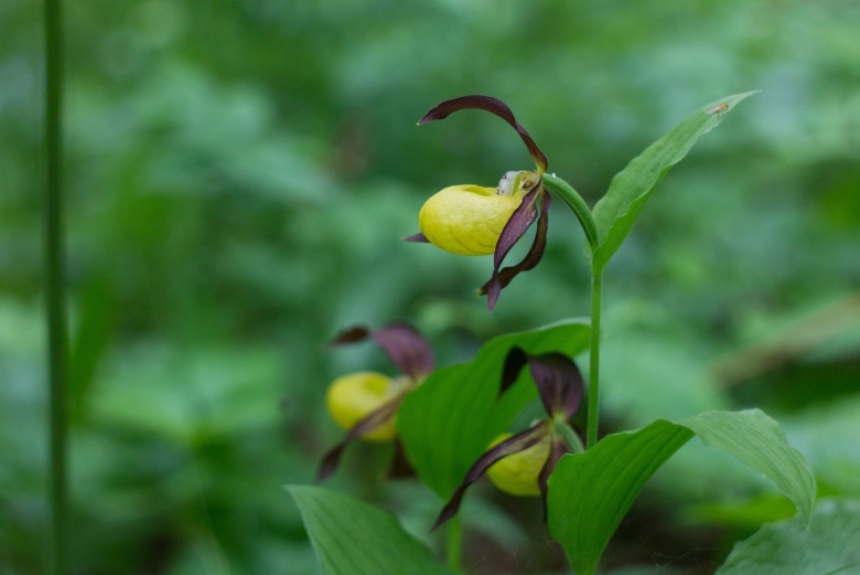 Редкие и исчезающие растения