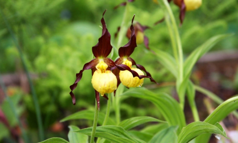 Башмачок обыкновенный