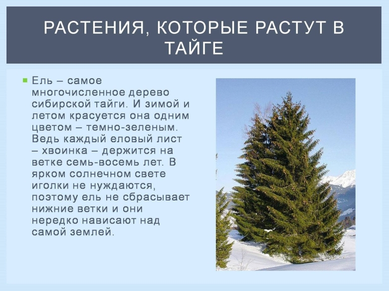 Растительность тайги информация