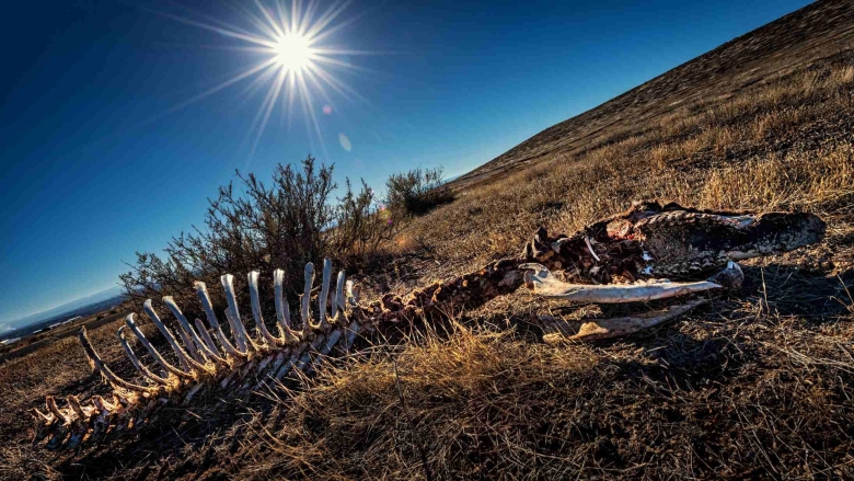 Массовое вымирание видов