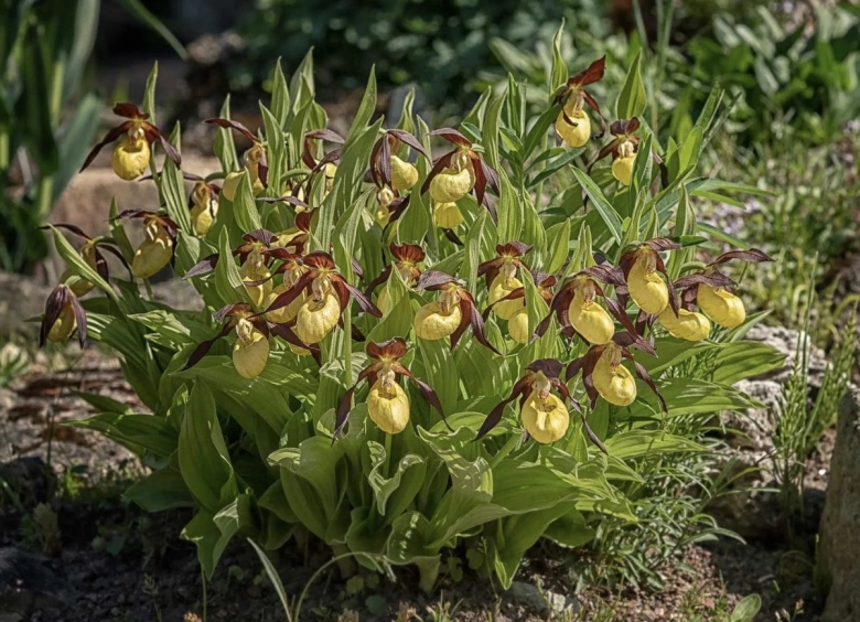 Венерин башмачок цветок