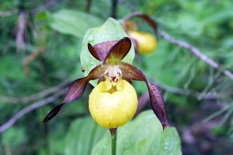 Венерин башмачок в Самарской области