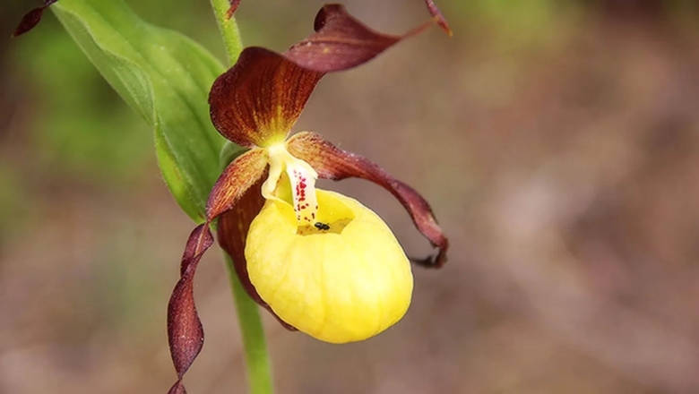 Орхидея Лесная Венерин башмачок