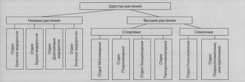 Современная систематика органического мира схема