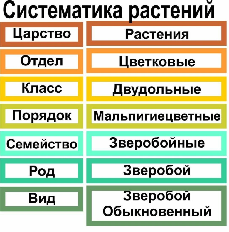 Таксоны систематики растений