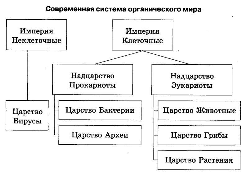 Современная классификация органического мира