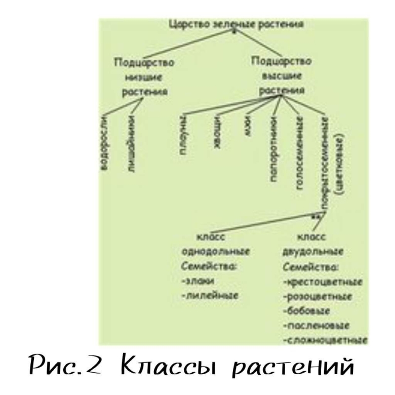 Систематика царства растений схема