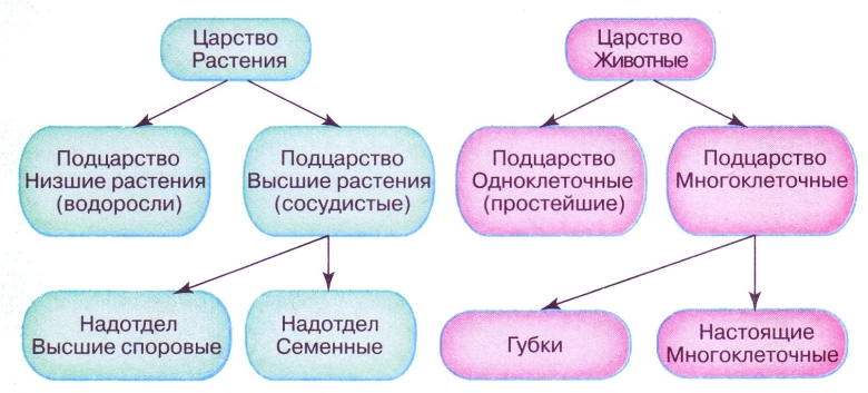 Систематика царство растений и животных