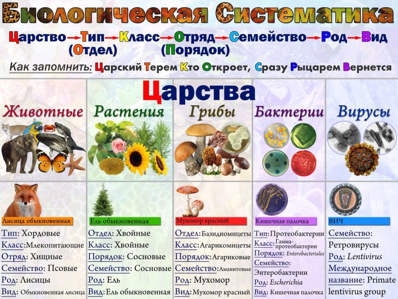 Биология царство Тип класс отряд семейство род вид