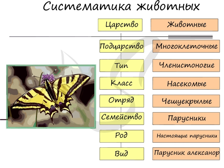 Таксоны животных таблица