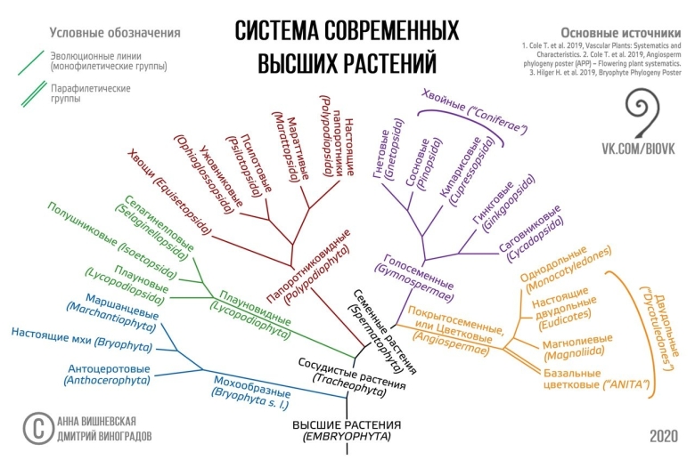 Современная систематика схема