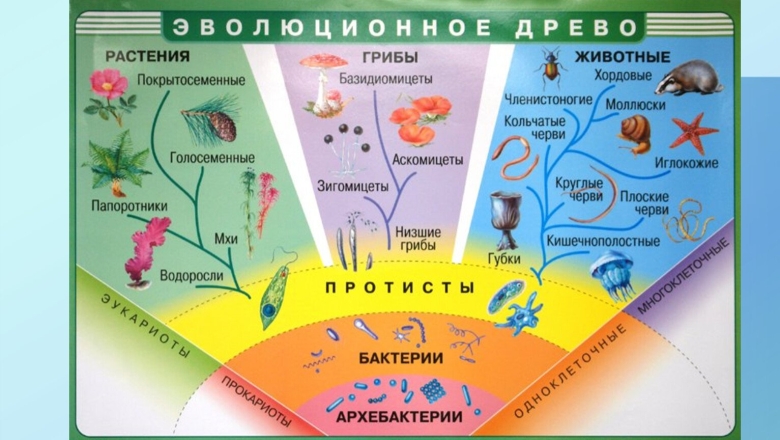 Древо эволюции живых организмов