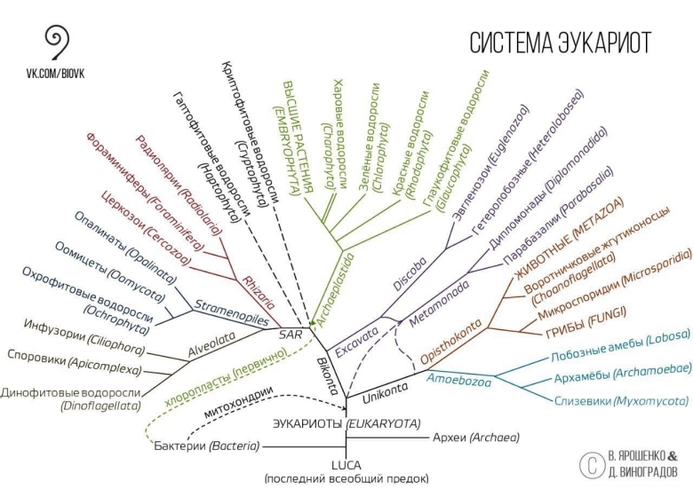 Современная систематика эукариот