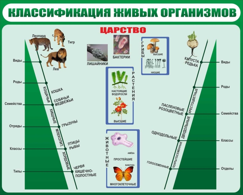 Классификация всех живых организмов