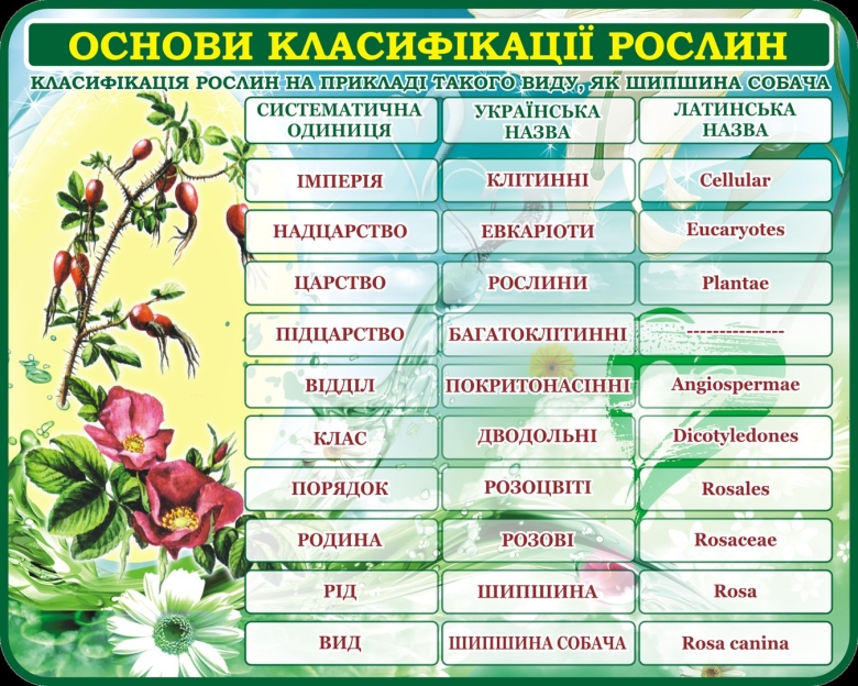 Классификация растений схема
