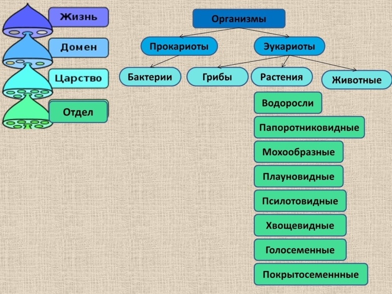 Систематика и классификация