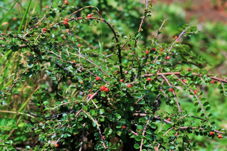 Кизильник колючий кустарник