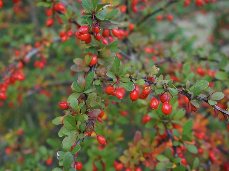 Кизильник киноварнокрасный