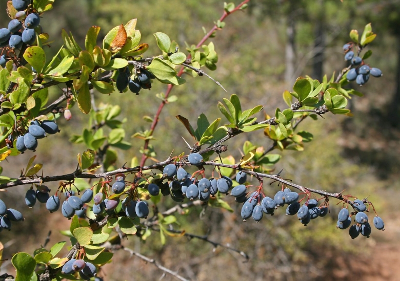 Барбарис продолговатый Berberis oblonga