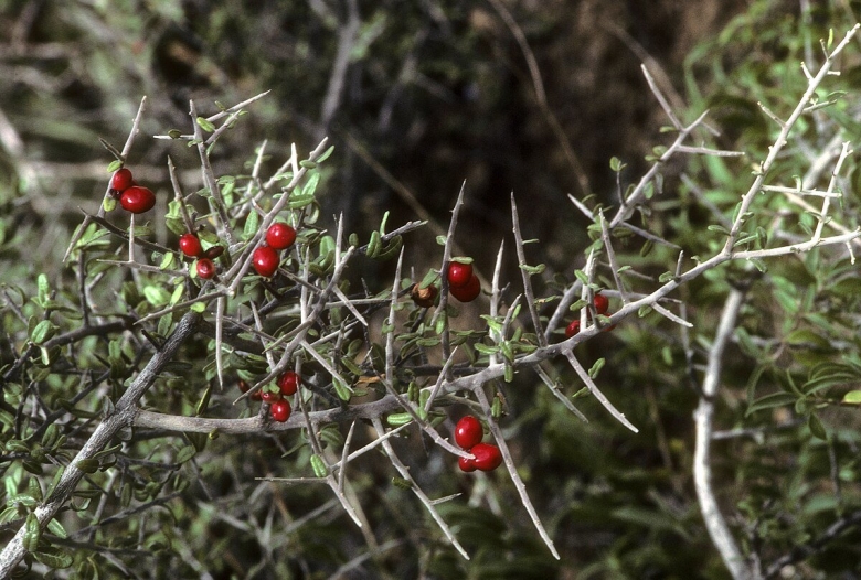 Флора Иерусалима колючий кустарник