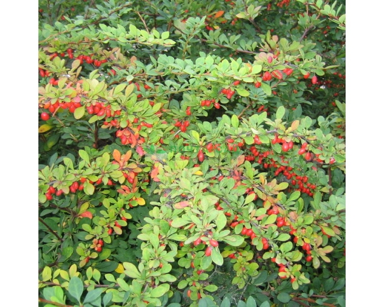 Барбарис обыкновенный Berberis vulgaris