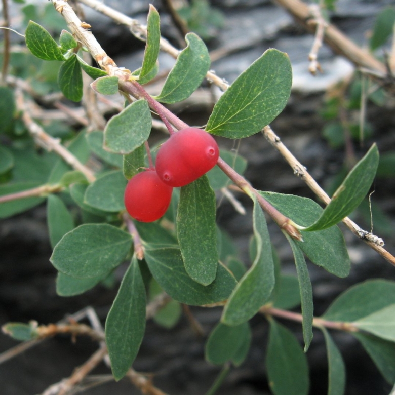 Ягодные кустарники Средиземноморья