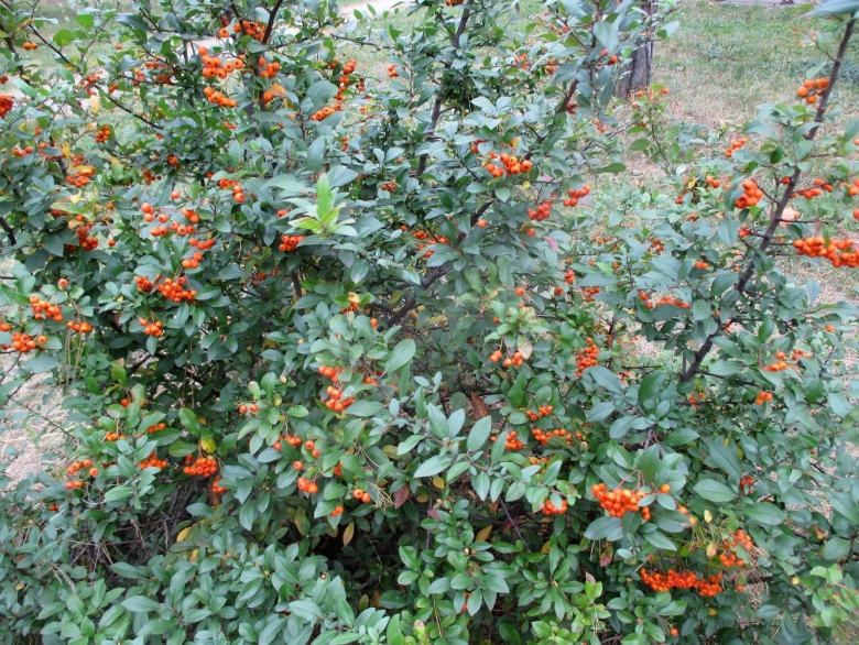 Пираканта Firelight