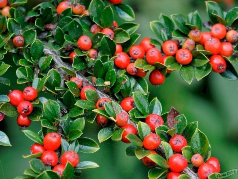 Кизильник (cotoneaster)