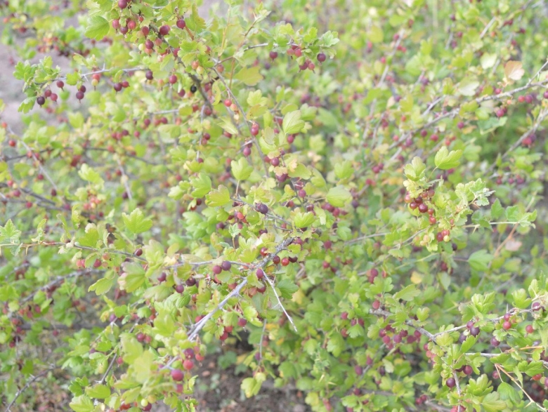 Крыжовник тёмно зелёный кудрявый