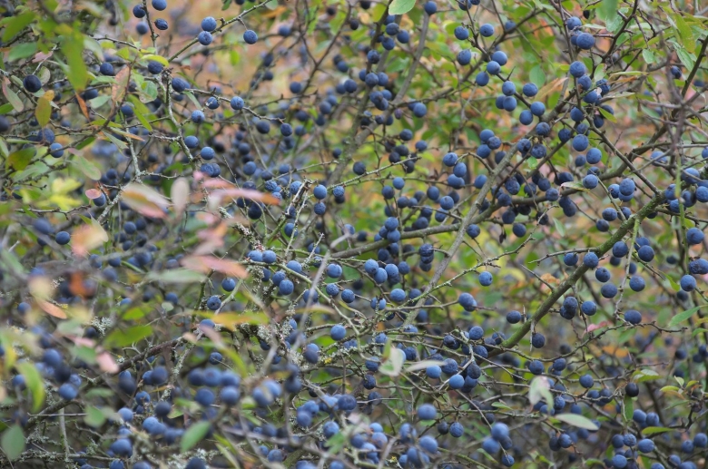 Терновник колючий куст