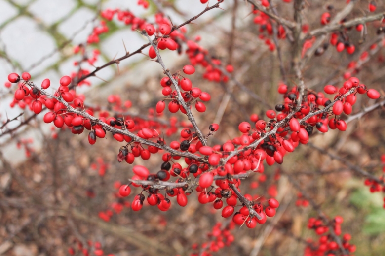 Барбарис колючий кустарник